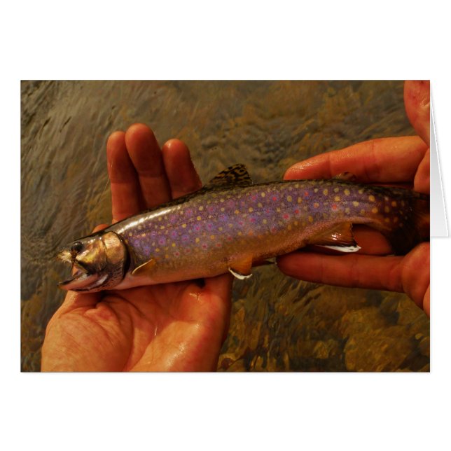 Trout in Hands (Front Horizontal)