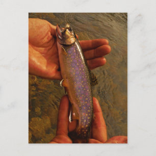 Trout in Hands Postcard