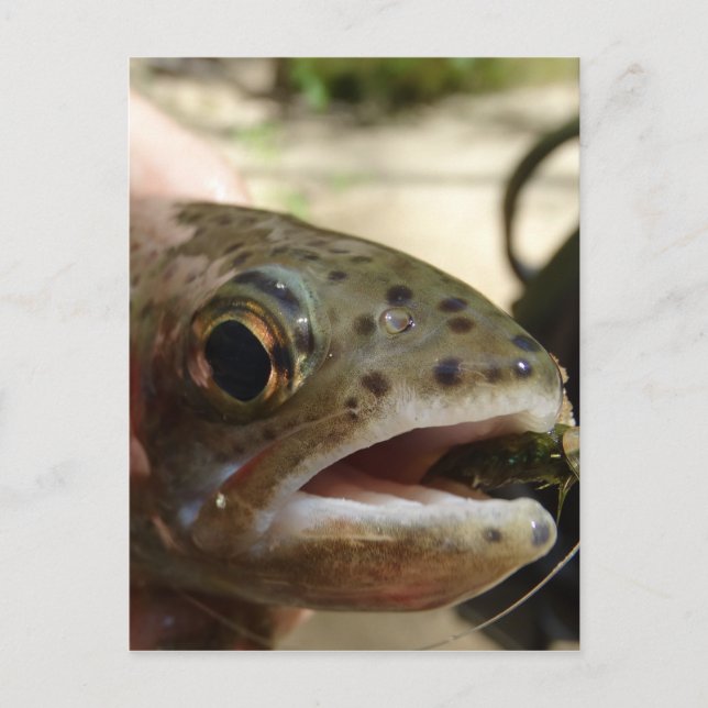 Trout in Hands Postcard (Front)