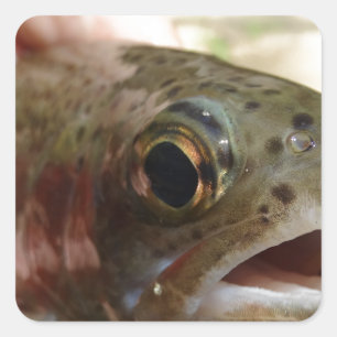 Trout in Hands Square Sticker