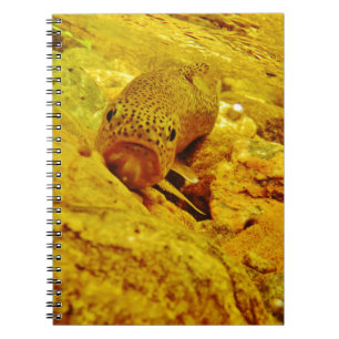 Trout in stream notebook