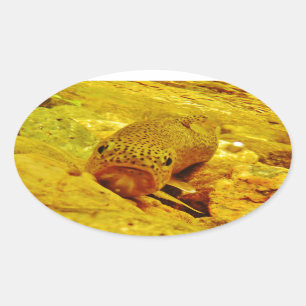 Trout in stream oval sticker