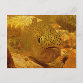 Trout in stream postcard