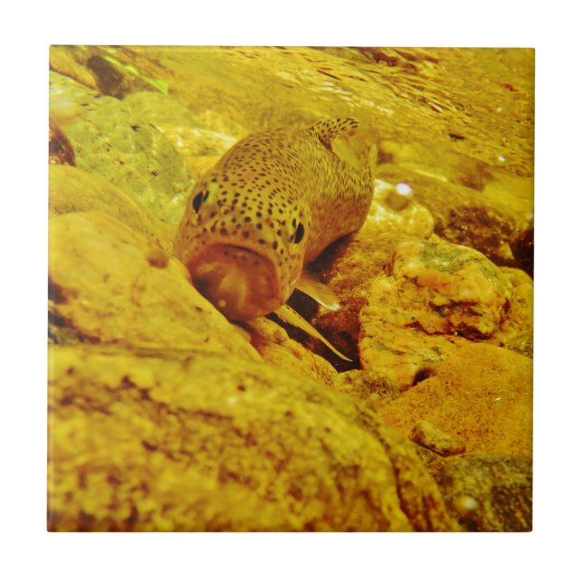 Trout in stream tile (Front)