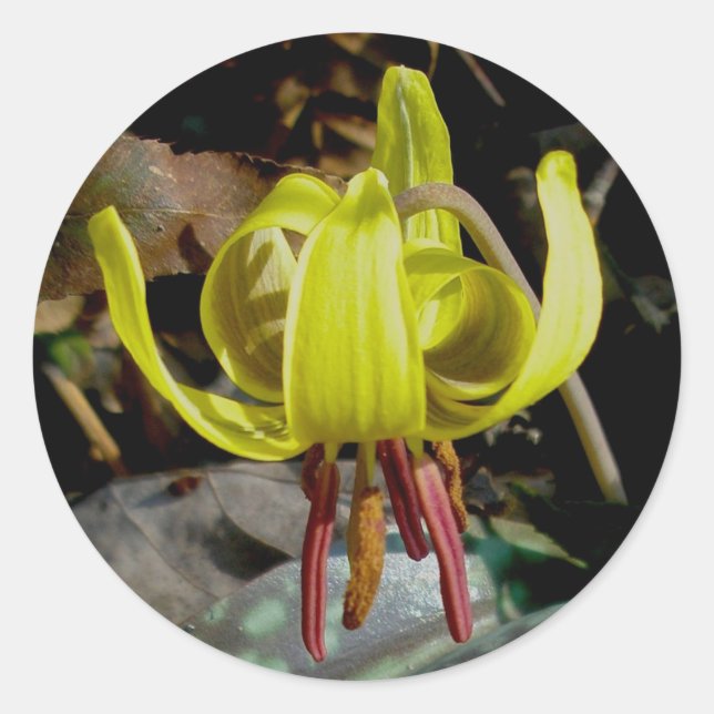Trout Lily #1 Stickers (Front)