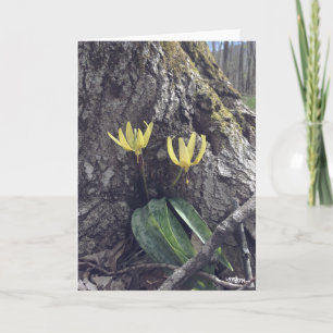 Trout Lily - Blank Card