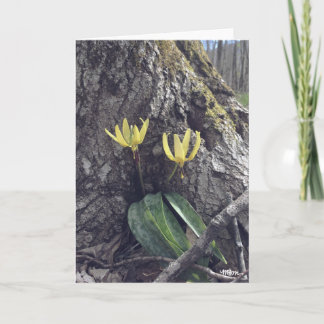 Trout Lily - Blank Card