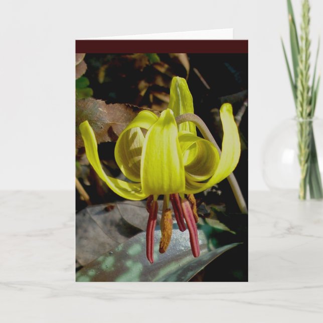 Trout Lily Note Card (Front)