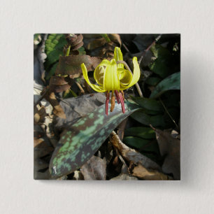 Trout Lily Wildflower - Erythronium americanum 2 Inch Square Button