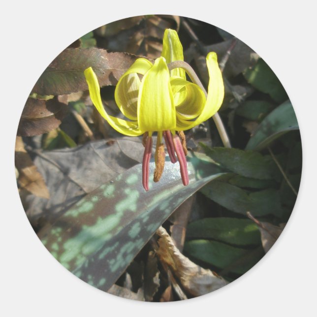 Trout Lily Wildflower - Erythronium americanum Classic Round Sticker (Front)
