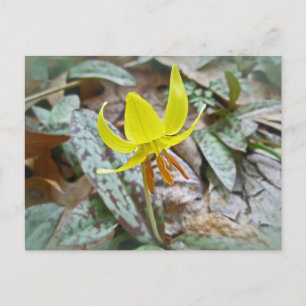Trout Lily Wildflower - Erythronium americanum Postcard