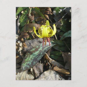 Trout Lily Wildflower - Erythronium americanum Postcard