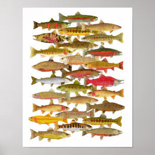 Trout & Salmon Species Poster
