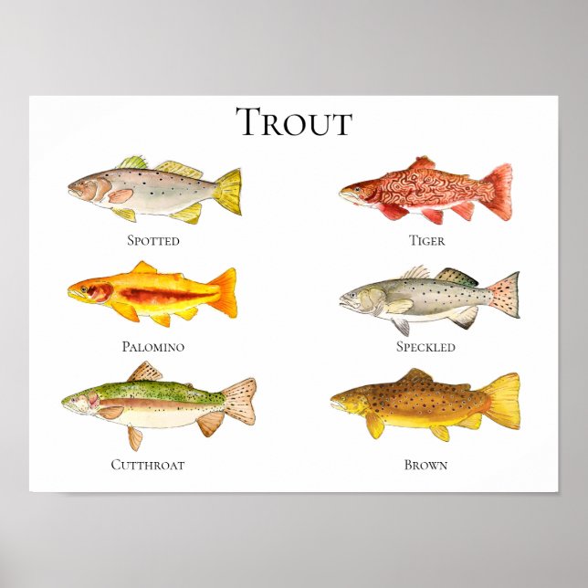 Trout Watercolor Poster & Print (Front)