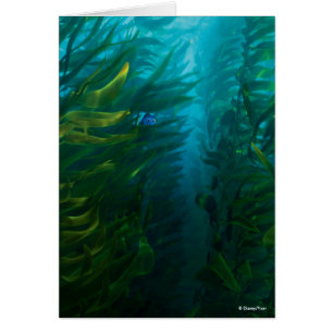 Trouver Dory   Cacher et rechercher - Kelp de mer