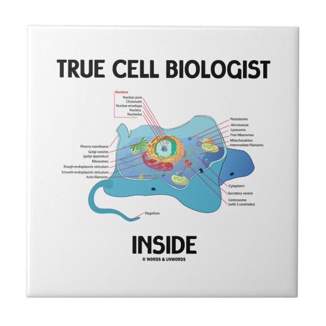 True Cell Biologist Inside (Eukaryote) Tile (Front)