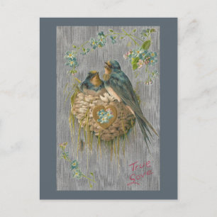 True Love for Swallows in Nest Postcard