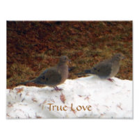 True Love Mourning Doves