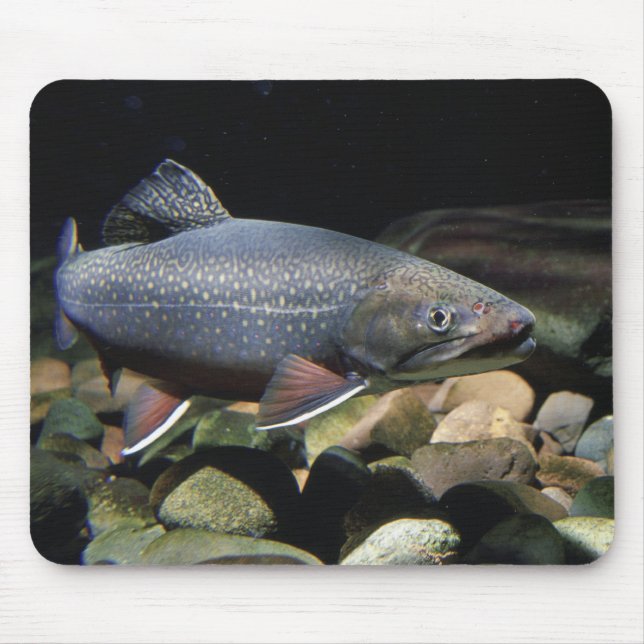 Truite de ruisseau - tapis de souris (Devant)