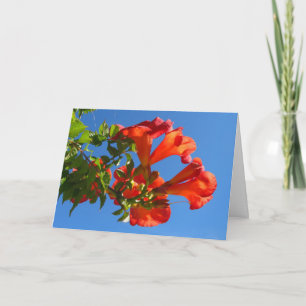Trumpet vine & Honeysuckle Card