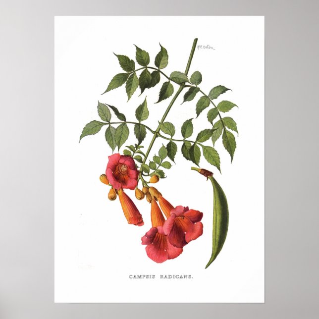 Trumpet Vine Poster (Front)