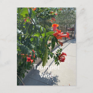 Trumpet Vine Standard Postcard