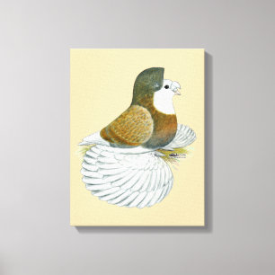 Trumpeter Pigeon AOC Baldhead Canvas Print