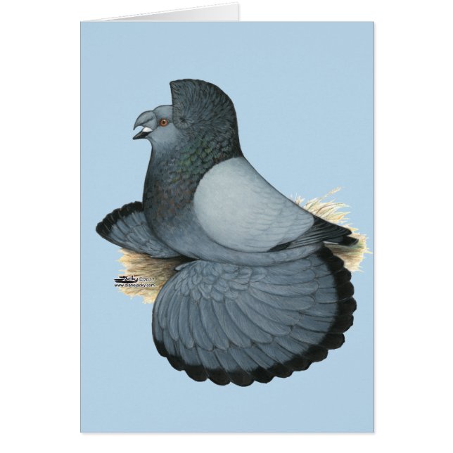 Trumpeter Pigeon Blue Barless (Devant)