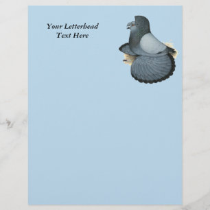 Trumpeter Pigeon Blue Barless
