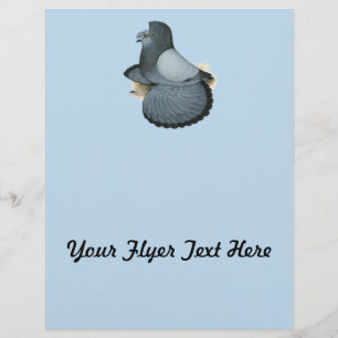 Trumpeter Pigeon Blue Barless