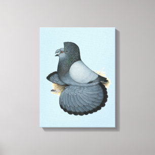 Trumpeter Pigeon Blue Barless Canvas Print