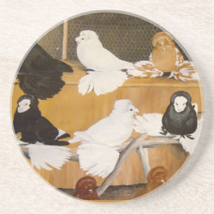 Trumpeter Pigeon Champions Coaster