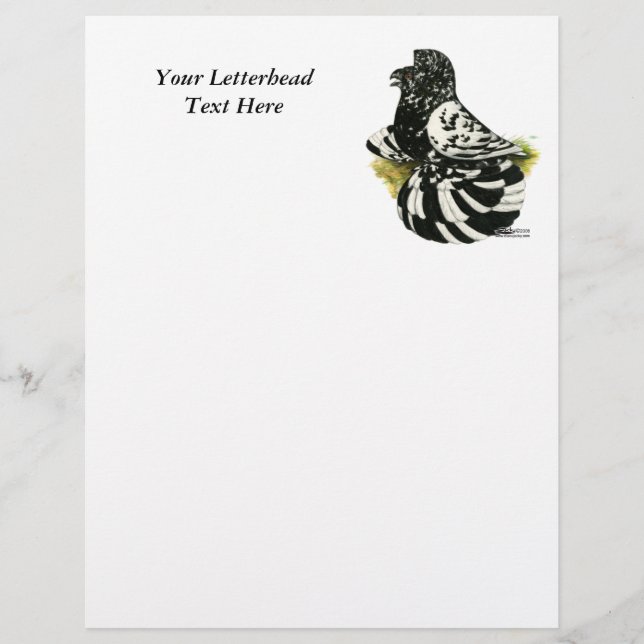 Trumpeter Pigeon Dark Splash (Front)