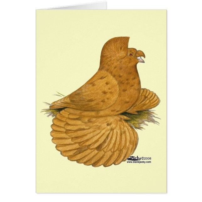 Trumpeter Pigeon Deroy (Front)