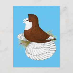 Trumpeter Pigeon Red Baldhead Postcard