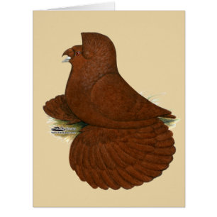 Trumpeter Pigeon rouge