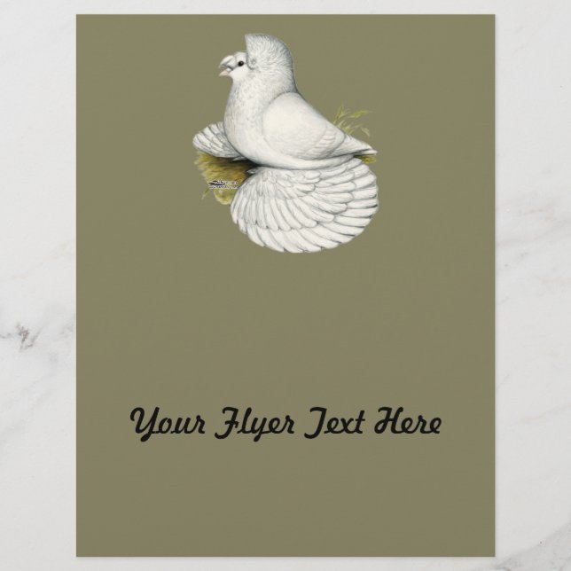 Trumpeter Pigeon White Flyer (Front)