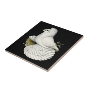 Trumpeter Pigeon White Tile