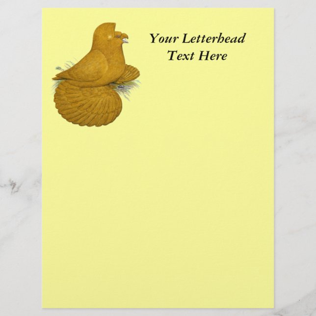 Trumpeter Pigeon Yellow Self (Front)