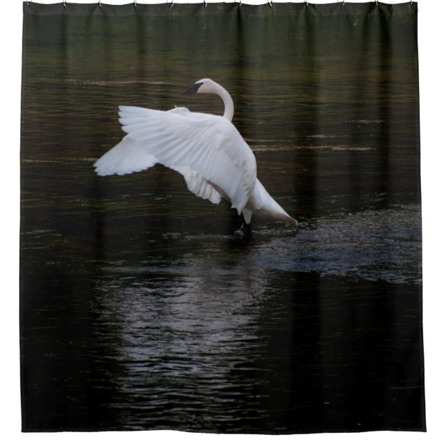 Trumpeter Swan (Front)