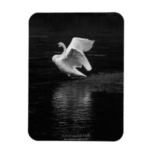 Trumpeter Swan b/w Magnet