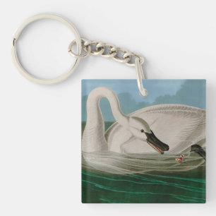 Trumpeter Swan Birds of America Audubon Imprimer