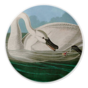 Trumpeter Swan Birds of America Audubon Print Ceramic Knob
