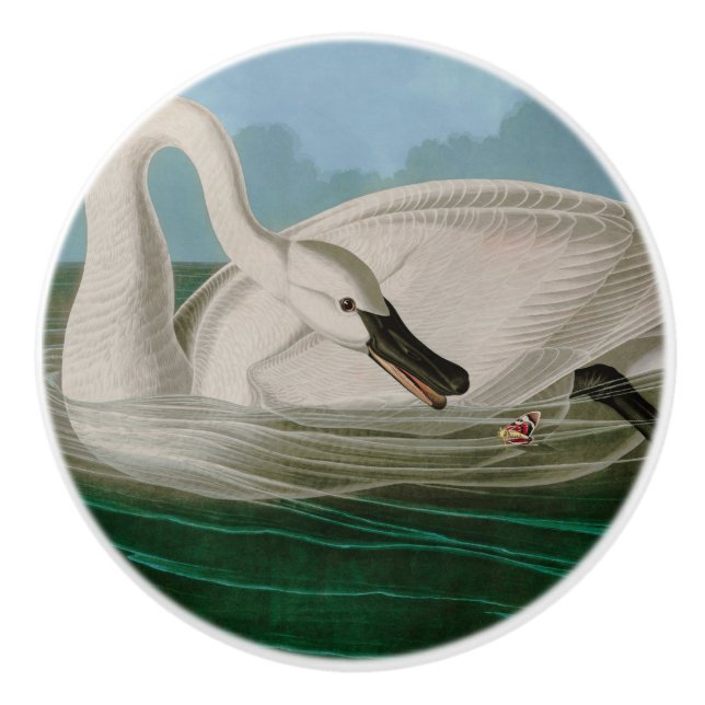 Trumpeter Swan Birds of America Audubon Print Ceramic Knob (Front)