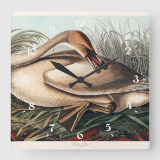 Trumpeter Swan by John James Audubon Square Wall Clock