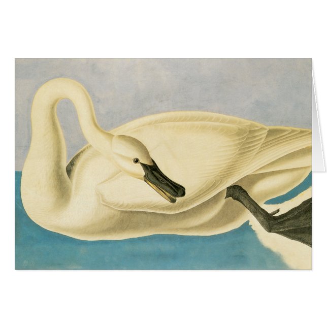 Trumpeter Swan by John James Audubon, Vintage Bird (Front Horizontal)