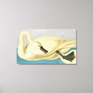 Trumpeter Swan by John James Audubon, Vintage Bird Canvas Print