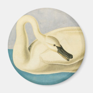 Trumpeter Swan by John James Audubon, Vintage Bird Magnet