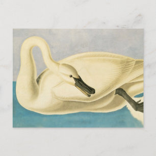 Trumpeter Swan by John James Audubon, Vintage Bird Postcard