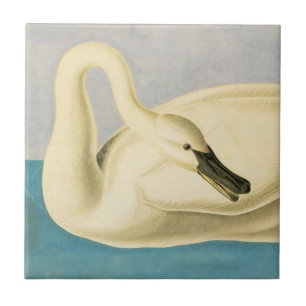 Trumpeter Swan by John James Audubon, Vintage Bird Tile